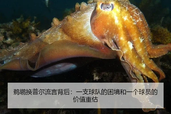 鹈鹕换普尔流言背后：一支球队的困境和一个球员的价值重估